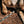 Load image into Gallery viewer, The Walking Pine
