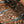 Load image into Gallery viewer, The Walking Pine
