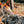 Load image into Gallery viewer, The Walking Pine
