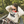 Load image into Gallery viewer, Loon Crewneck
